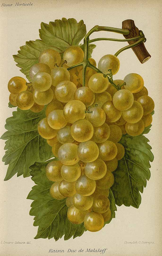 no HD illustration available (3)