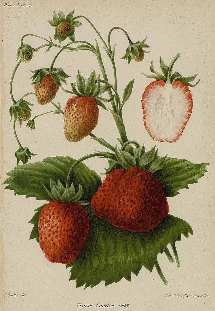 no HD illustration available (3)