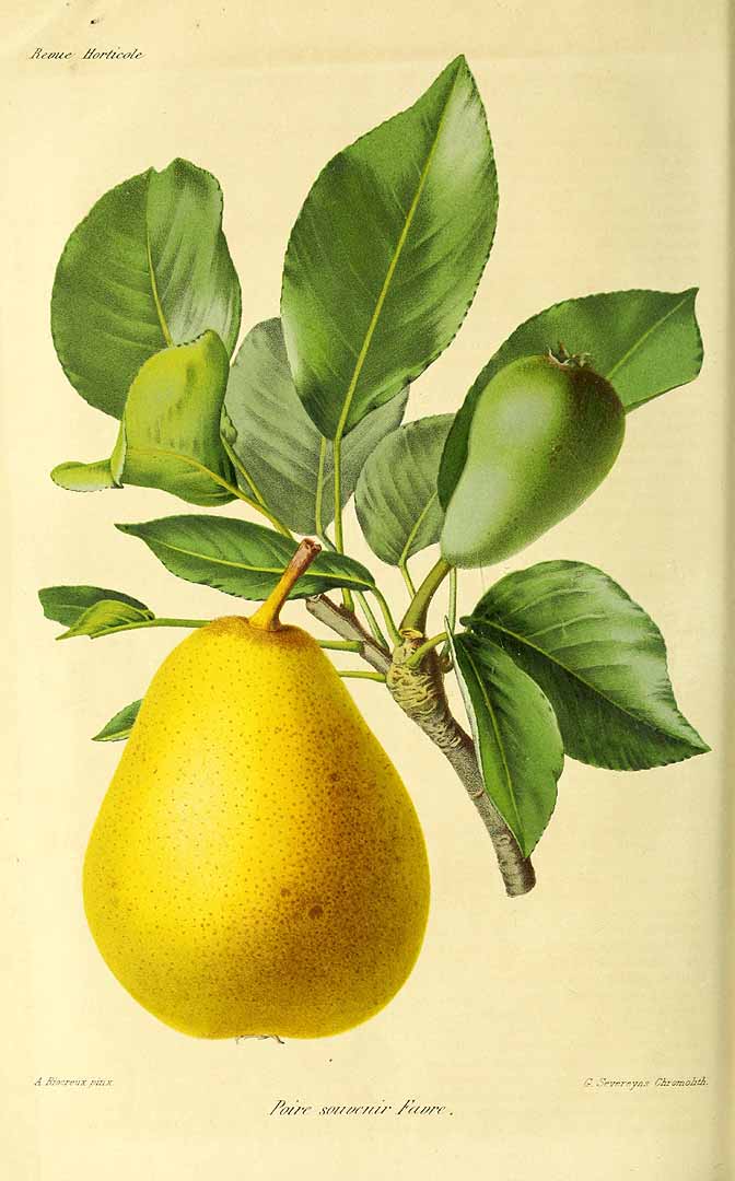 no HD illustration available (3)