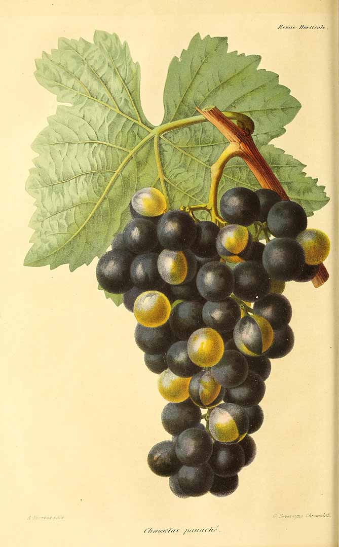 no HD illustration available (3)