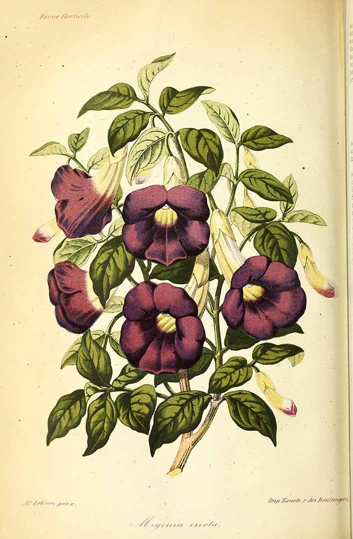 no HD illustration available (3)