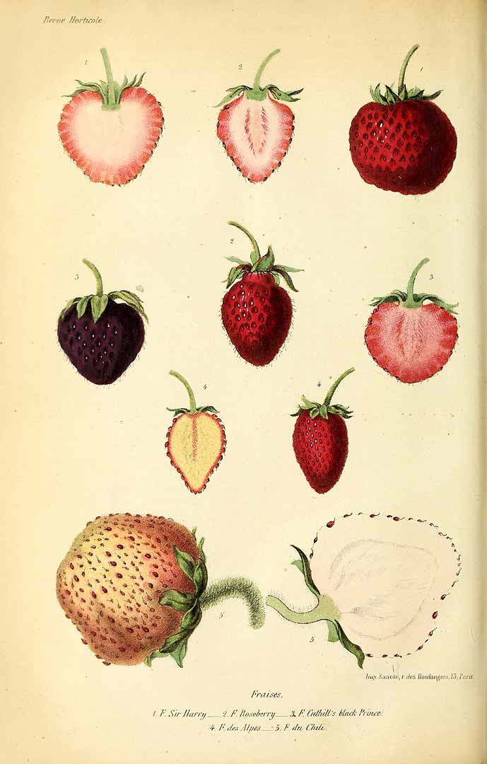 no HD illustration available (3)