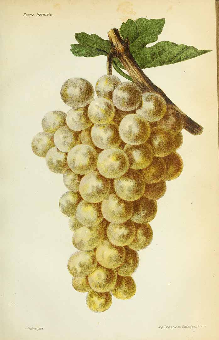 no HD illustration available (3)