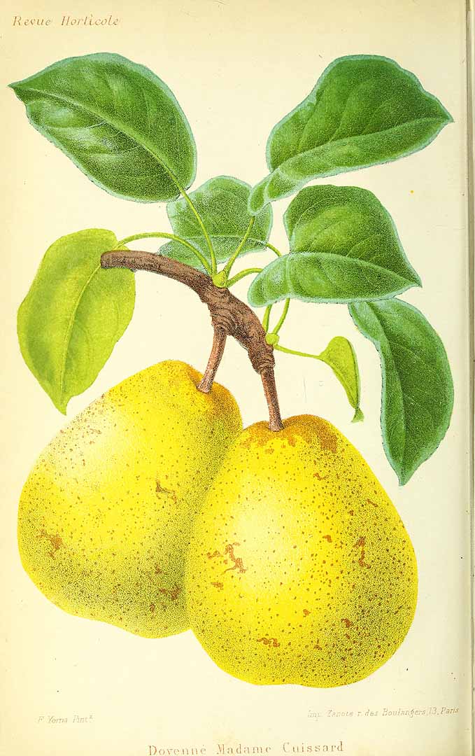 no HD illustration available (3)