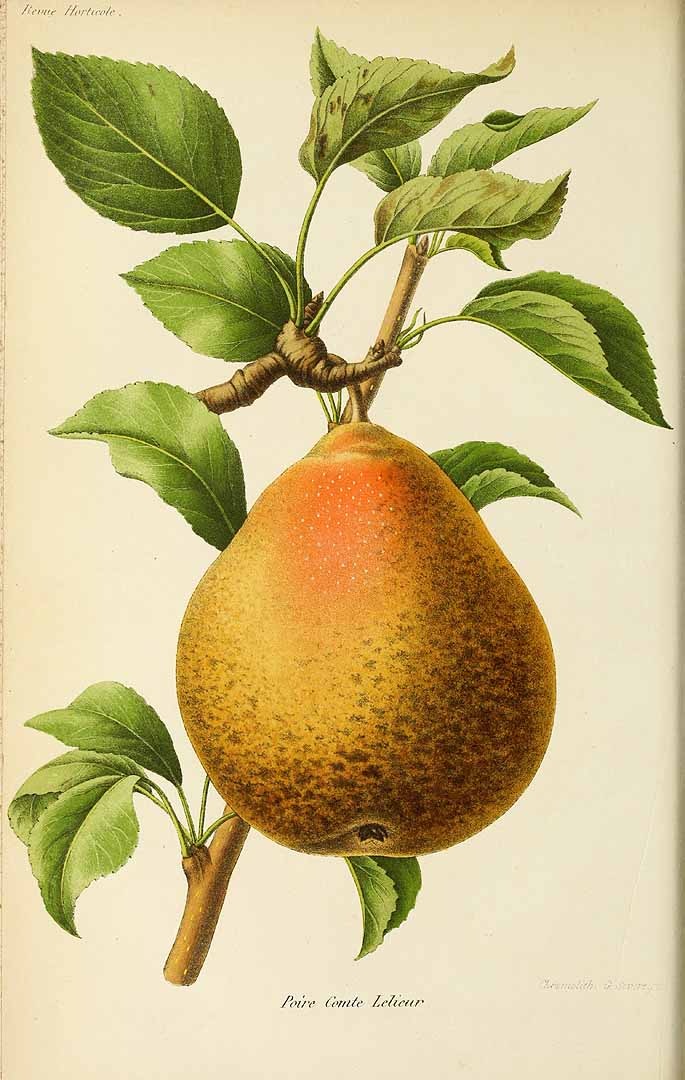 no HD illustration available (3)