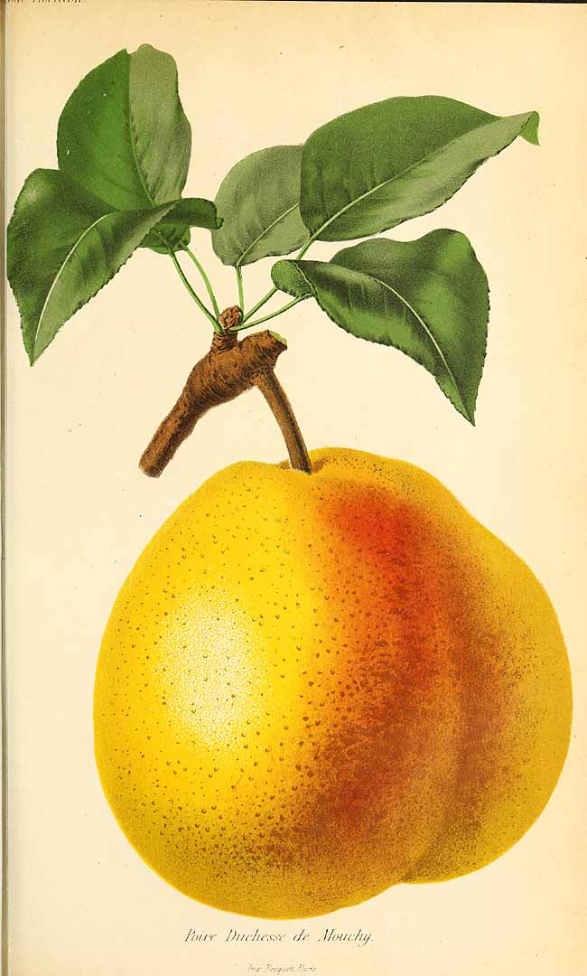 no HD illustration available (3)