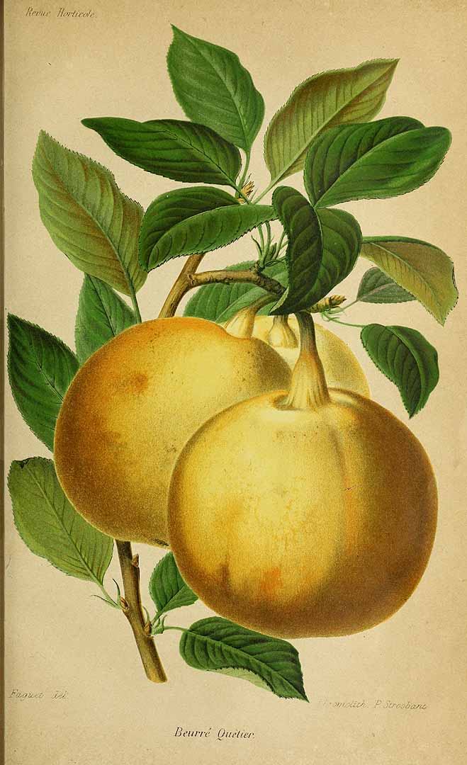 no HD illustration available (3)