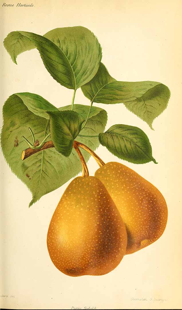 no HD illustration available (3)