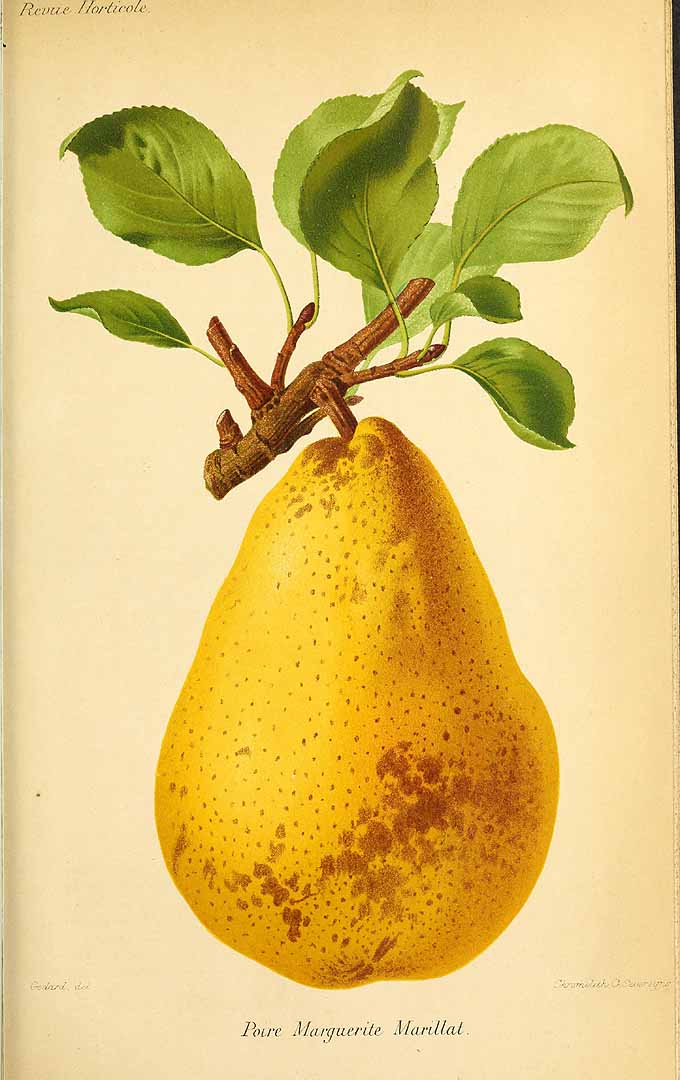 no HD illustration available (3)