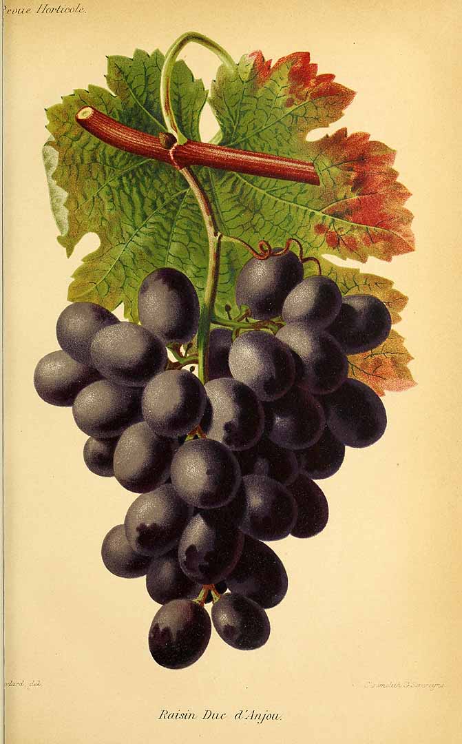 no HD illustration available (3)