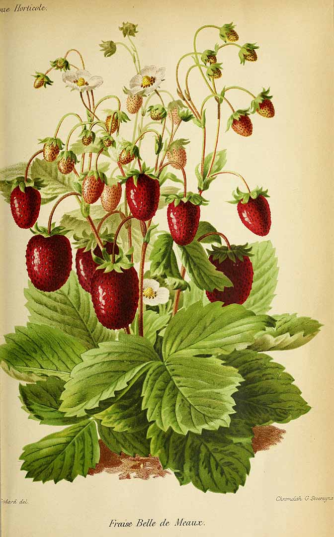 no HD illustration available (3)