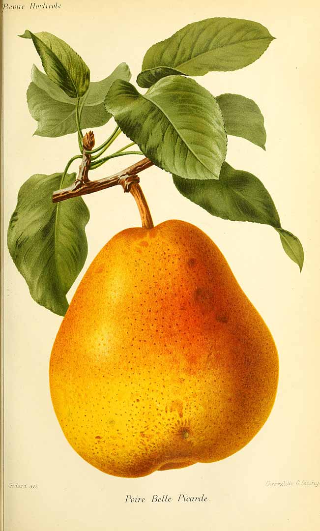 no HD illustration available (3)