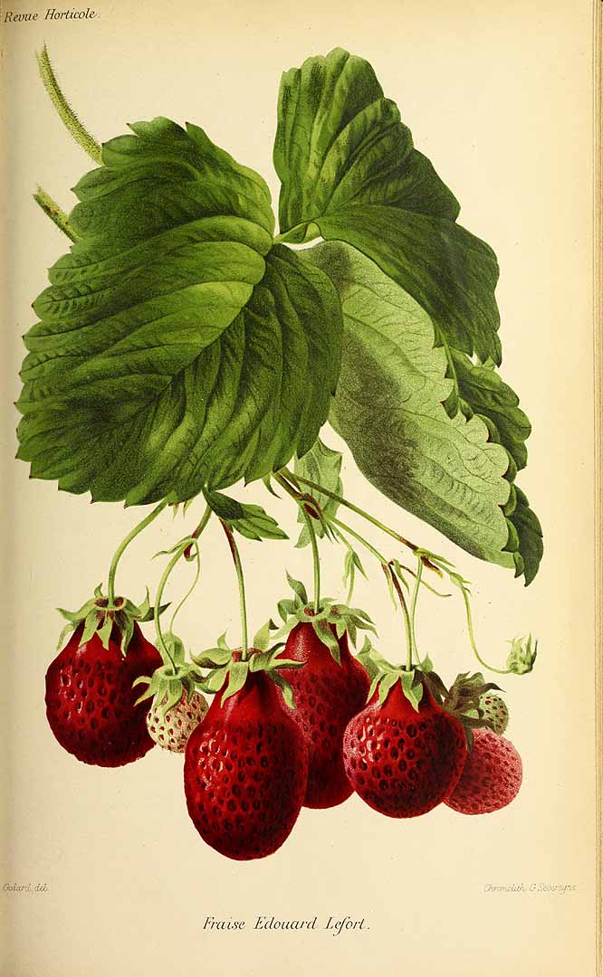 no HD illustration available (3)