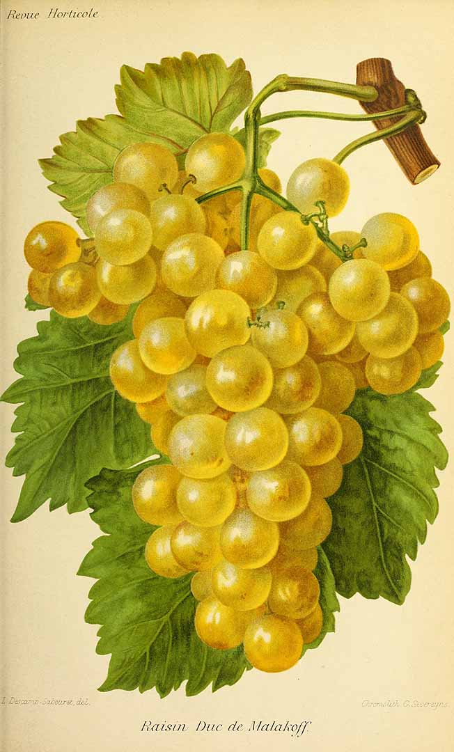 no HD illustration available (3)