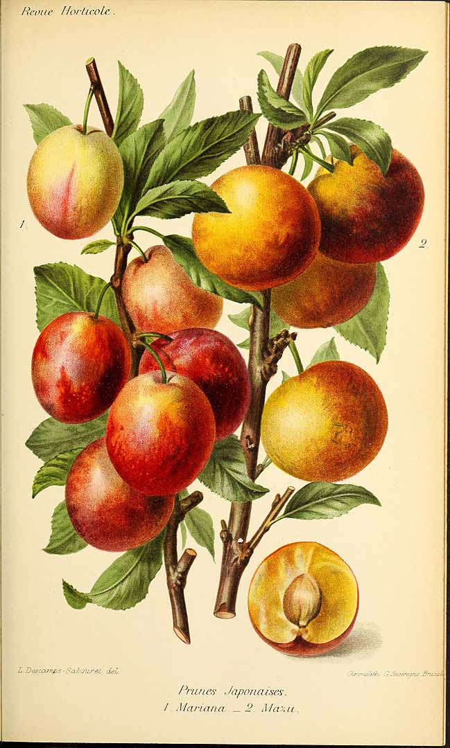 no HD illustration available (3)