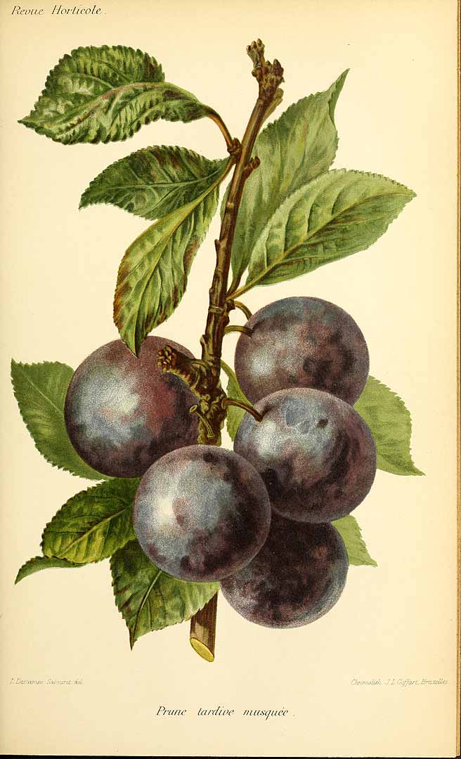 no HD illustration available (3)