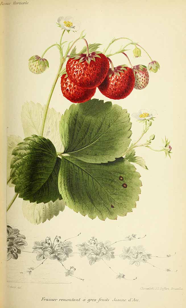 no HD illustration available (3)