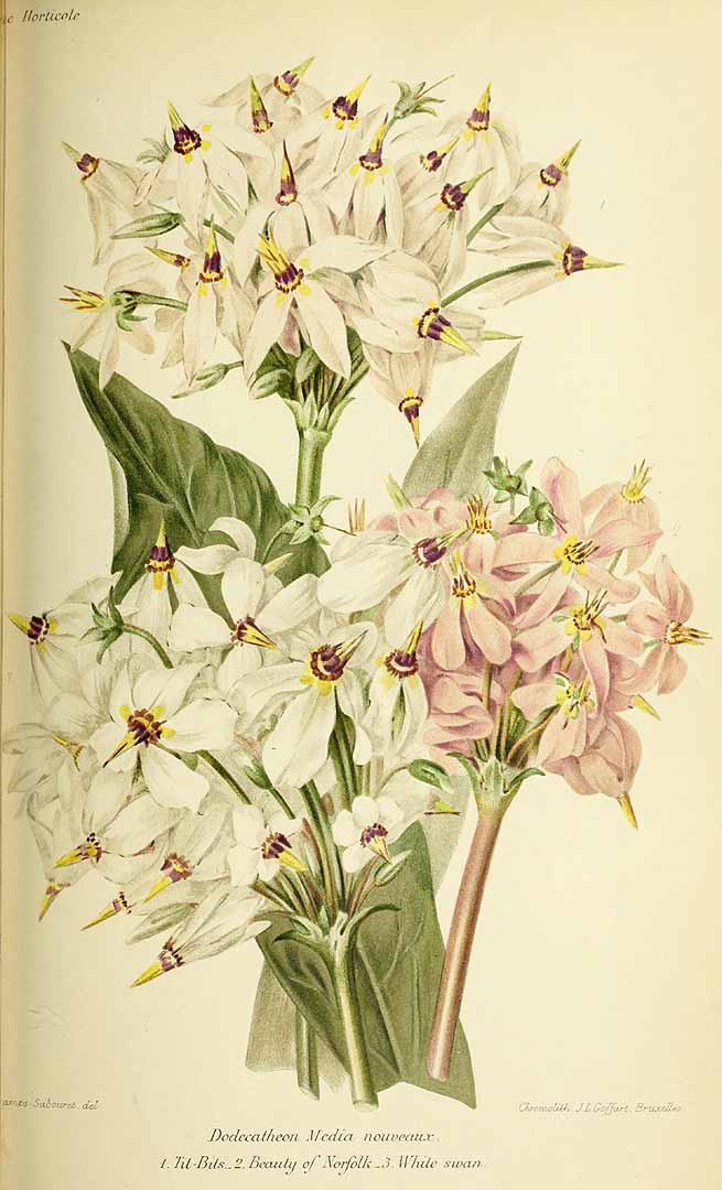 no HD illustration available (3)