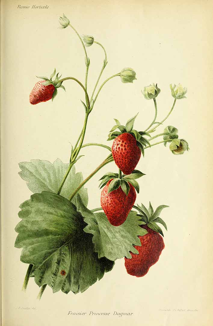 no HD illustration available (3)