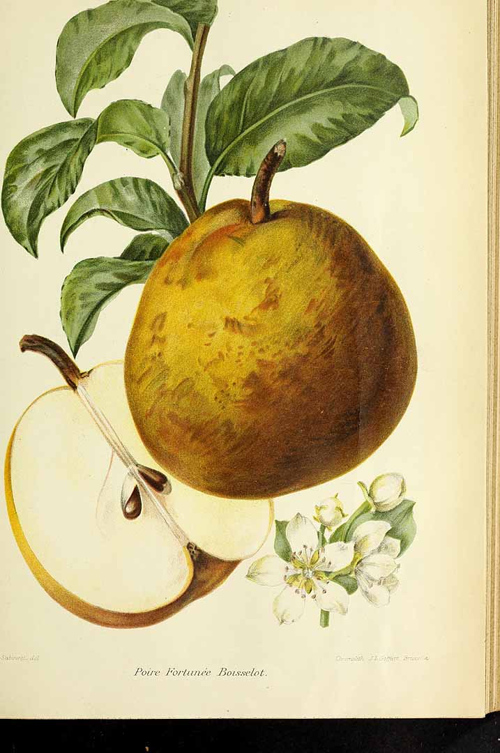 no HD illustration available (3)