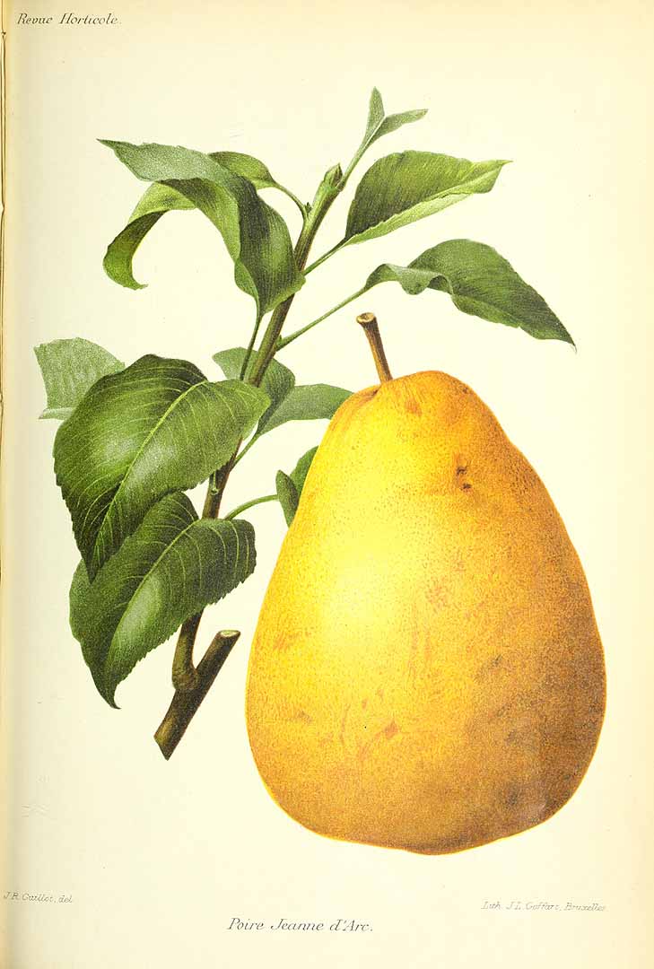 no HD illustration available (3)