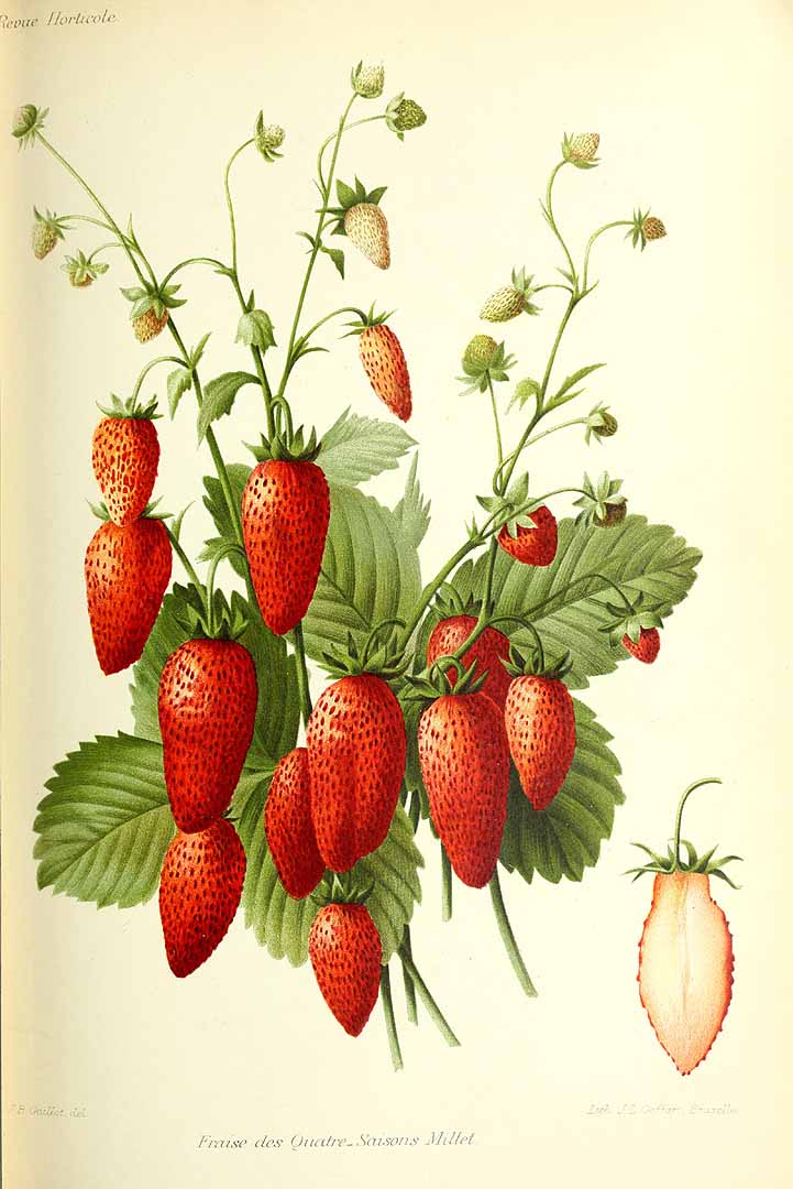 no HD illustration available (3)