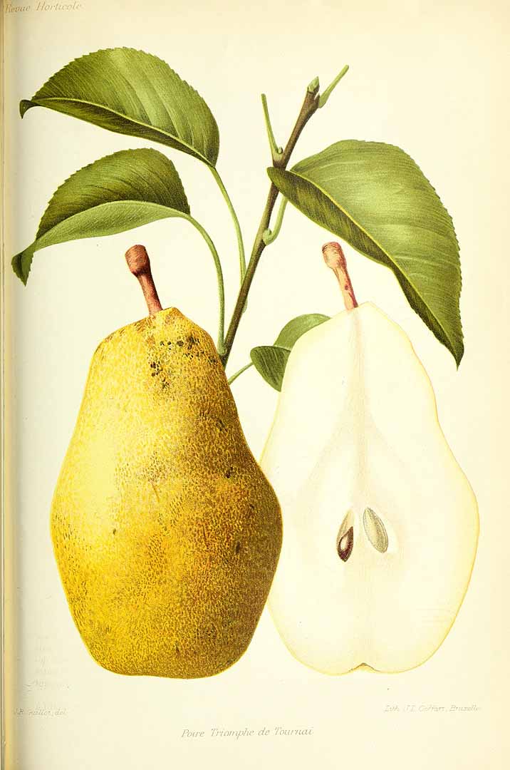 no HD illustration available (3)