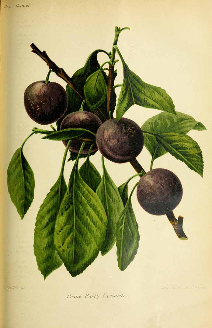 no HD illustration available (3)