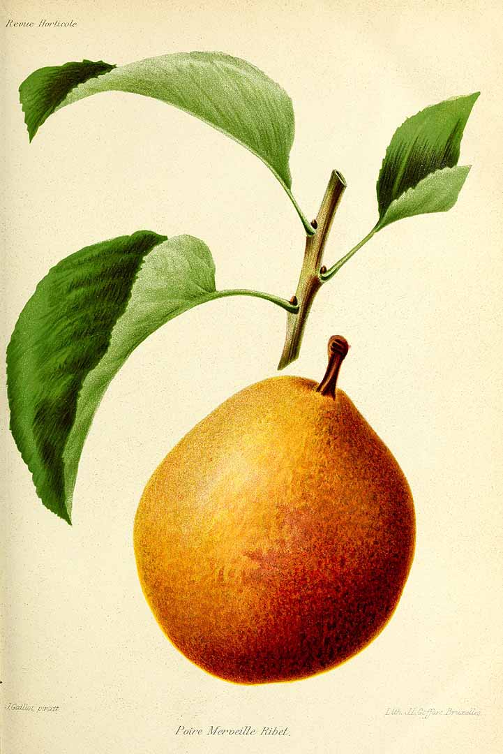 no HD illustration available (3)