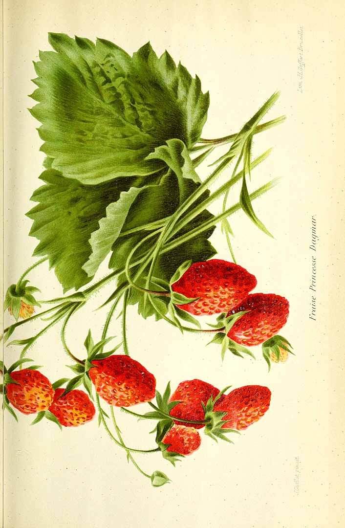 no HD illustration available (3)