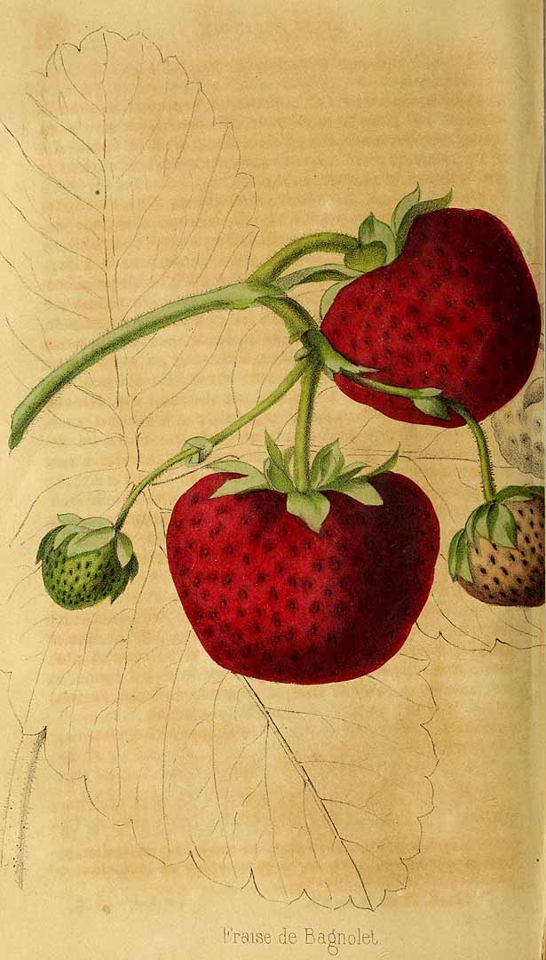 no HD illustration available (3)