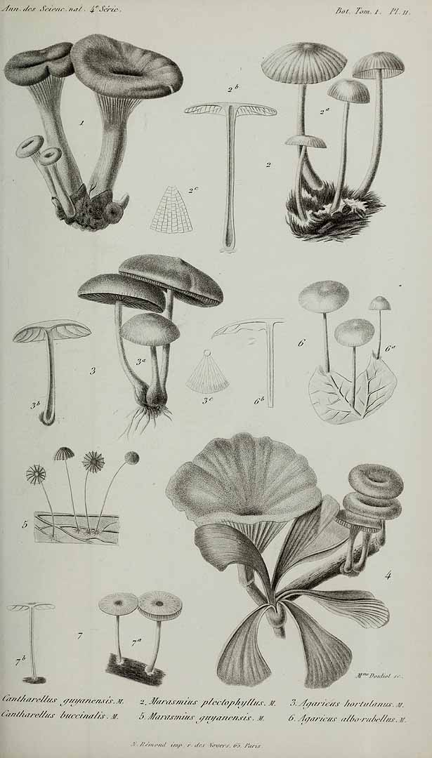 no HD illustration available (3)