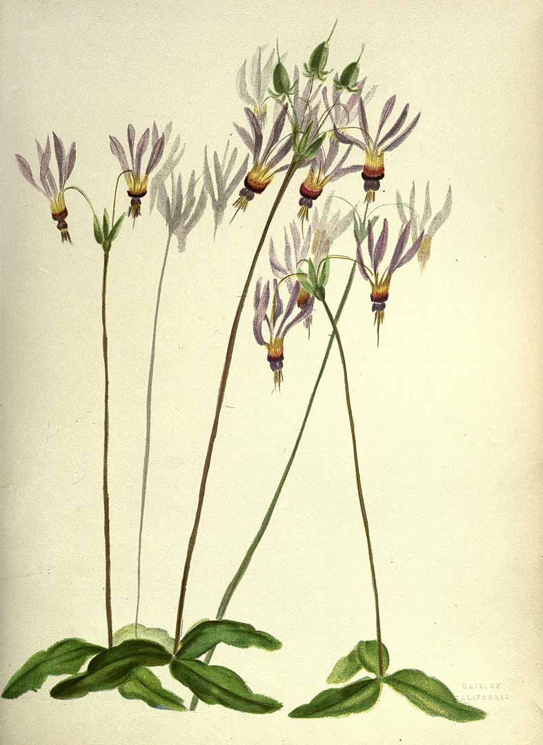 no HD illustration available (3)