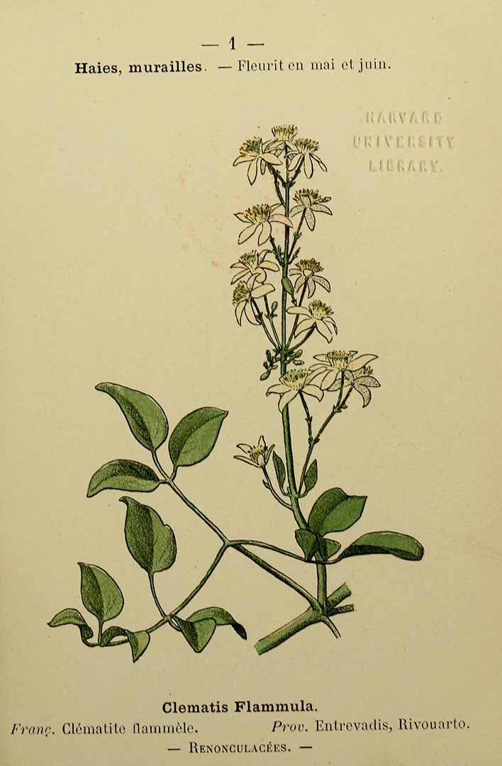 no HD illustration available (3)