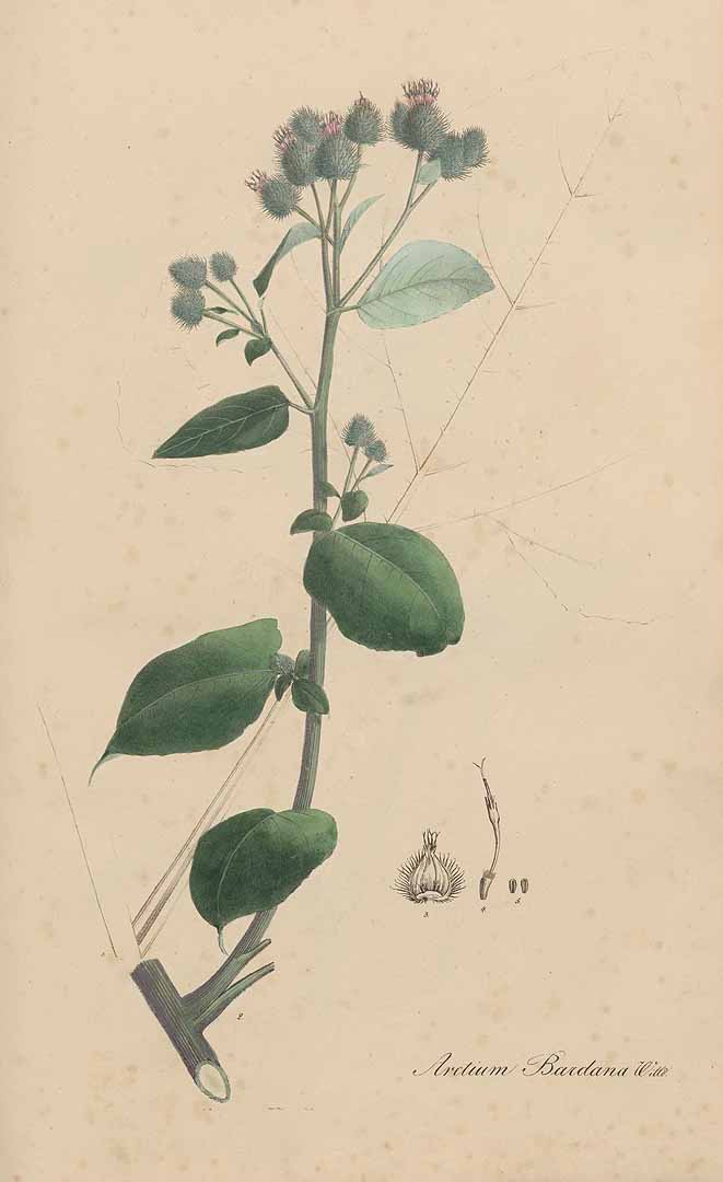 no HD illustration available (3)