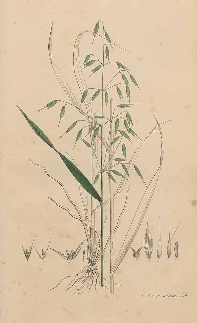 no HD illustration available (3)