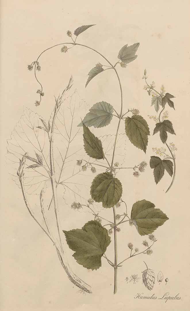 no HD illustration available (3)