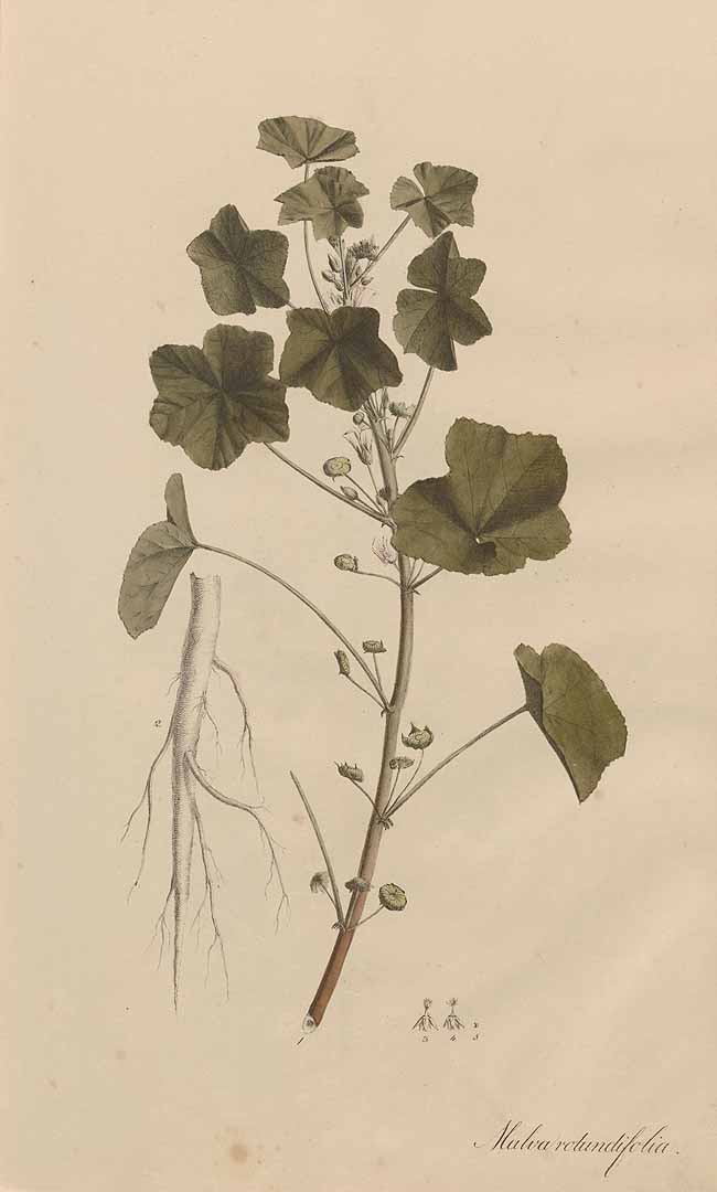 no HD illustration available (3)