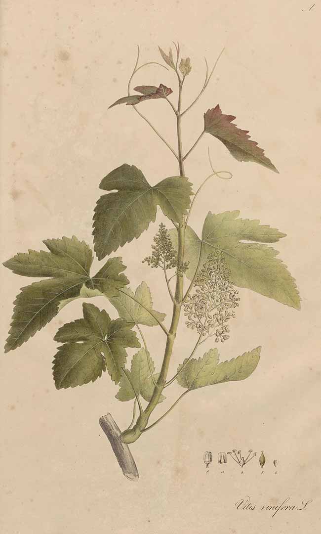 no HD illustration available (3)