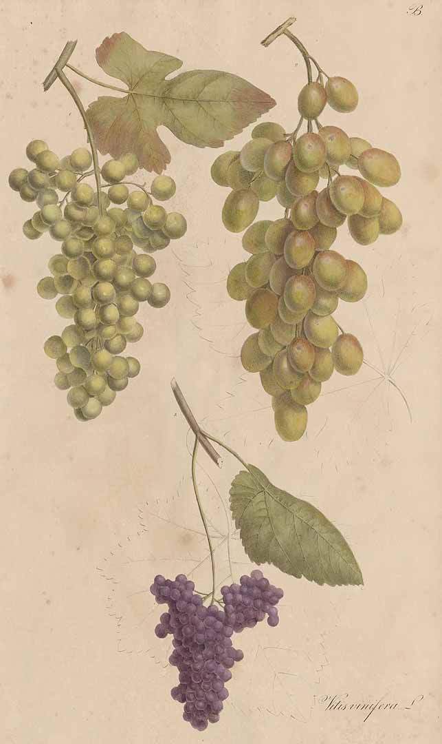 no HD illustration available (3)