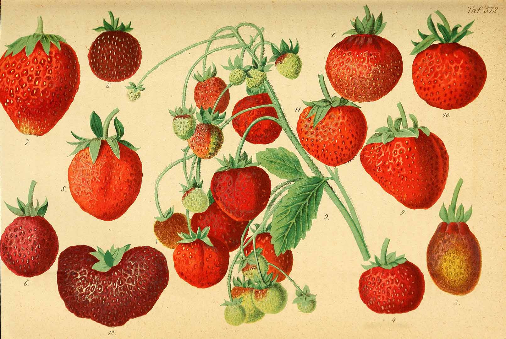 no HD illustration available (3)