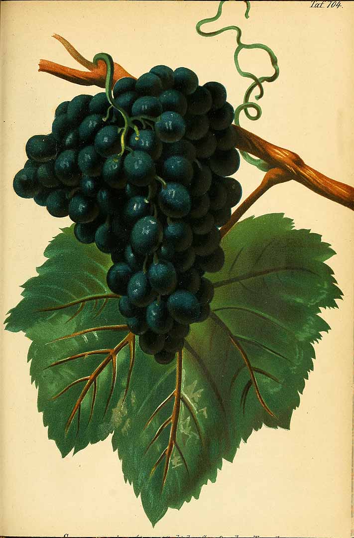 no HD illustration available (3)