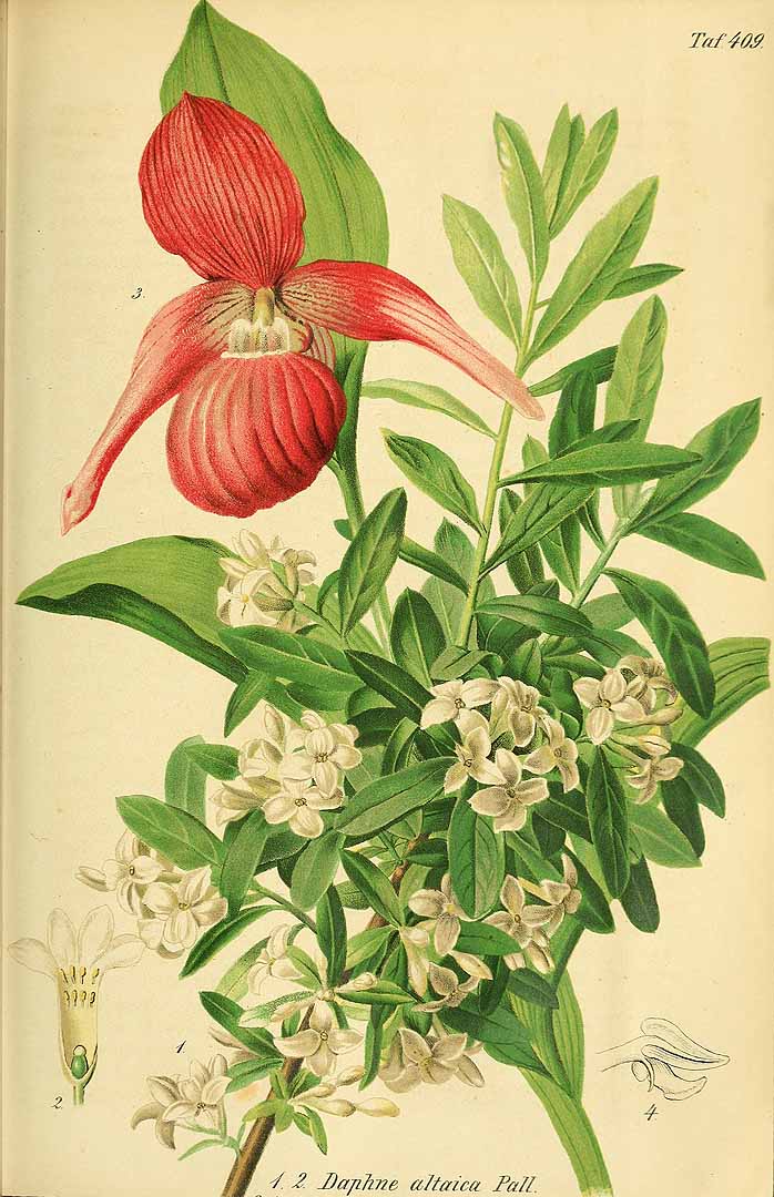 no HD illustration available (3)