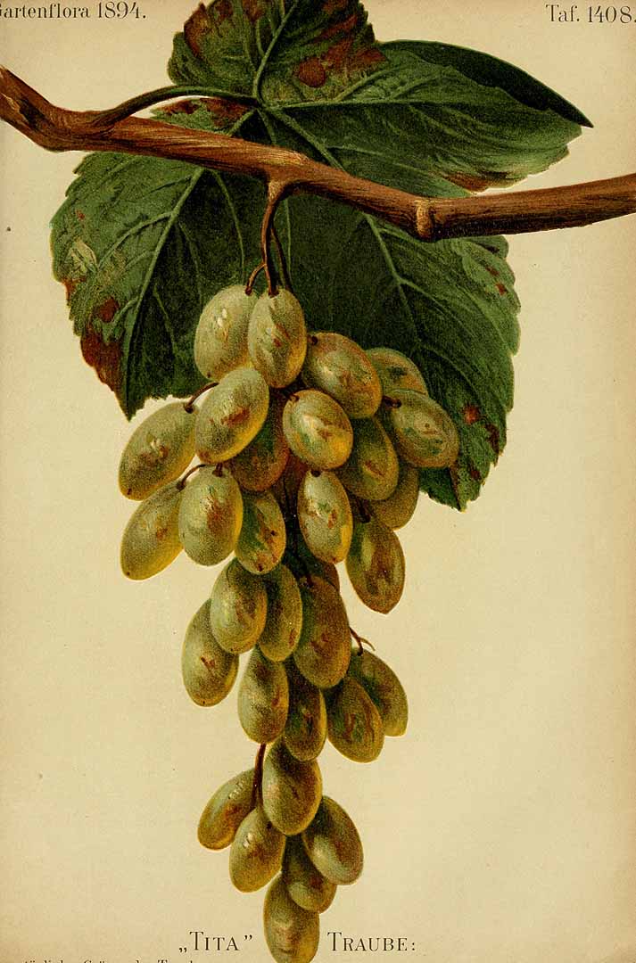 no HD illustration available (3)