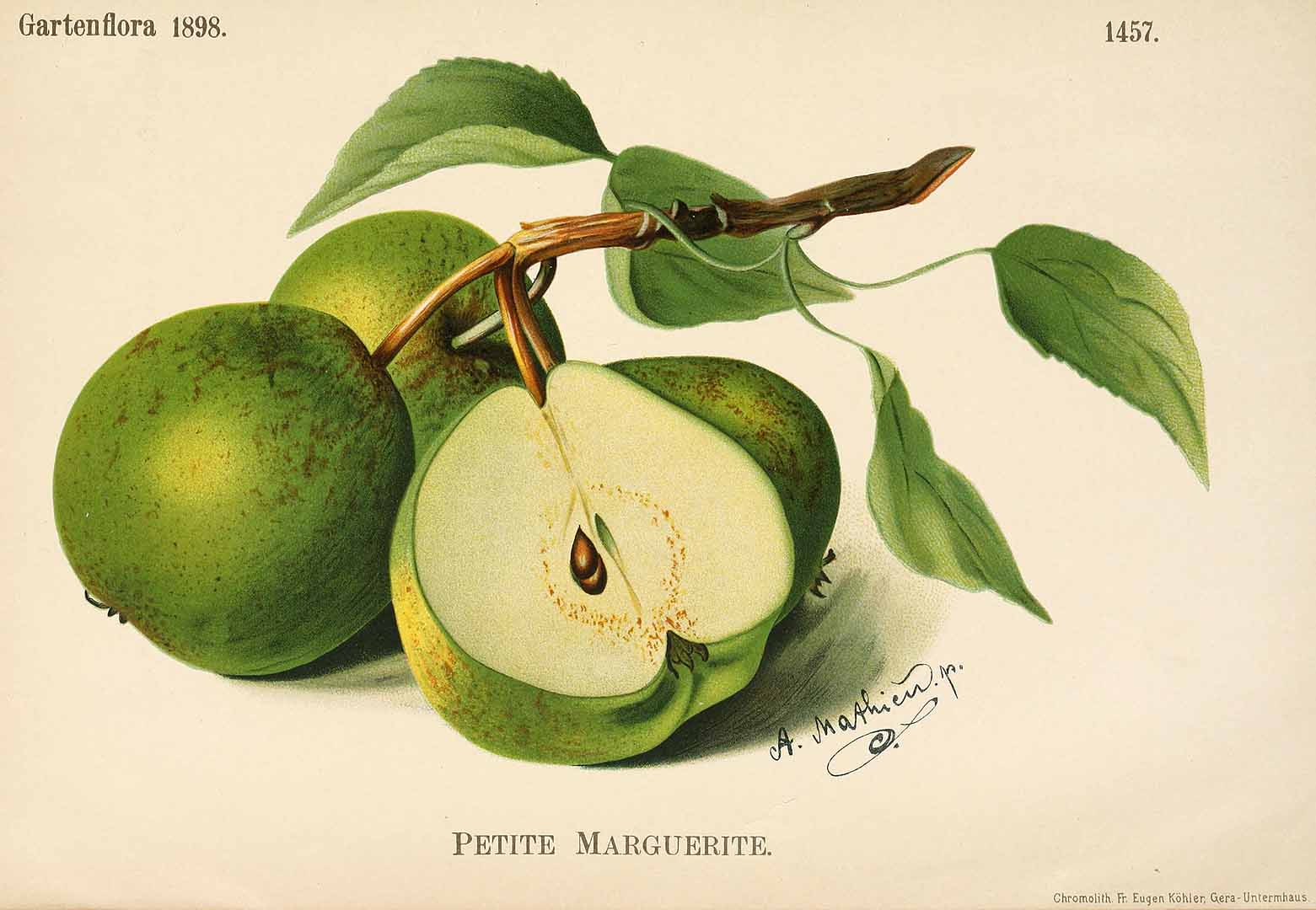 no HD illustration available (3)