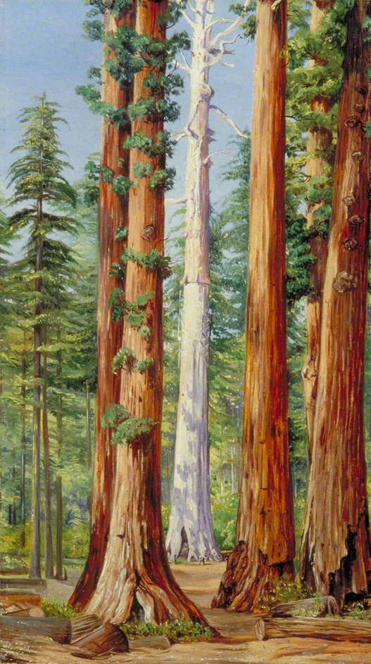 no HD illustration available (3)