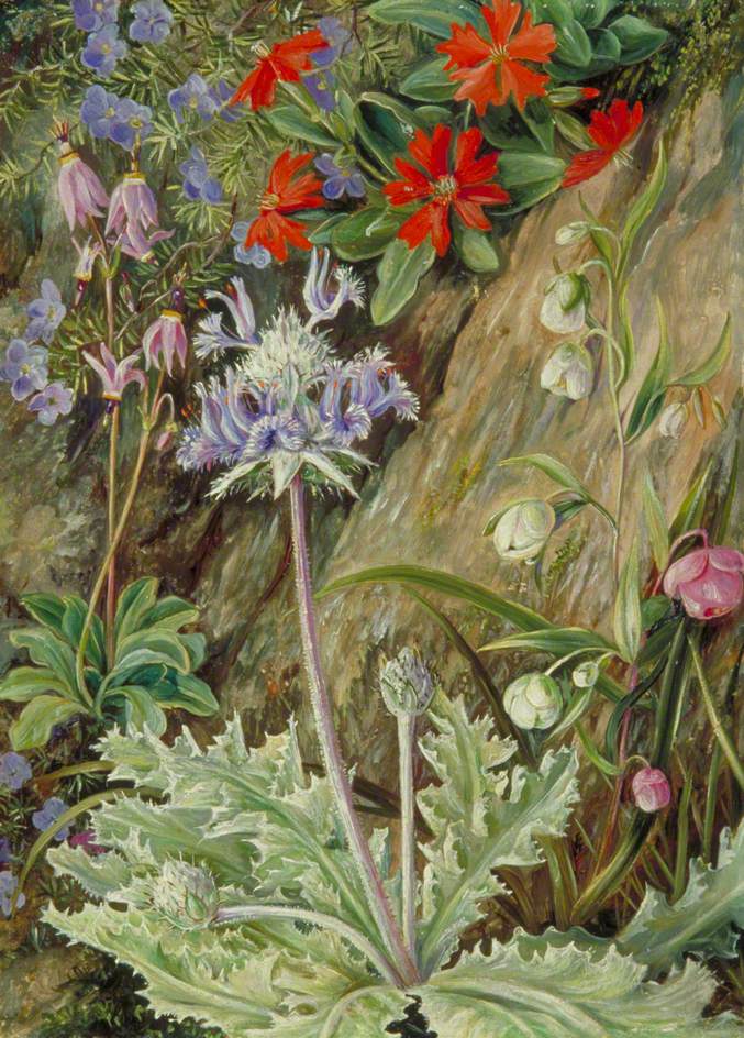 no HD illustration available (3)