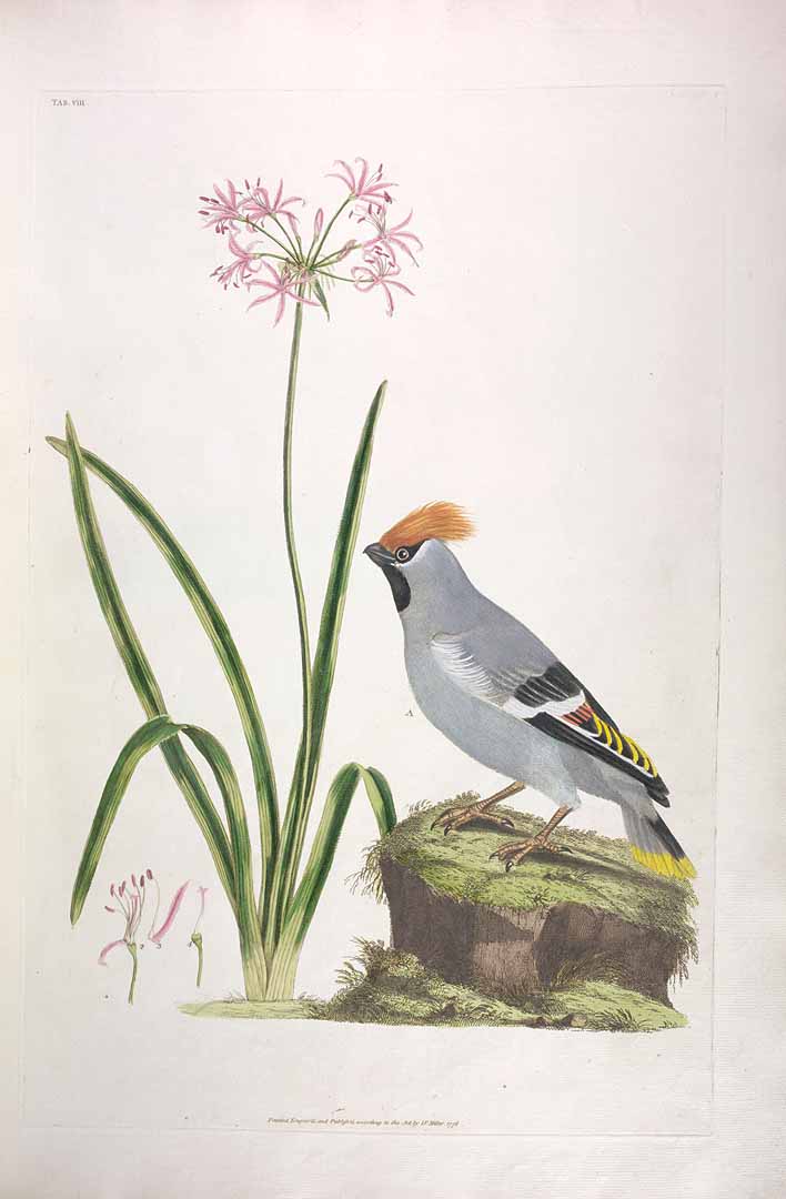 no HD illustration available (3)