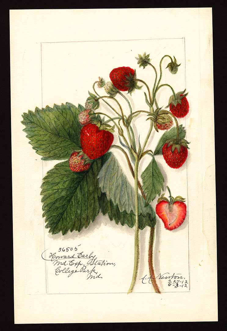 no HD illustration available (3)