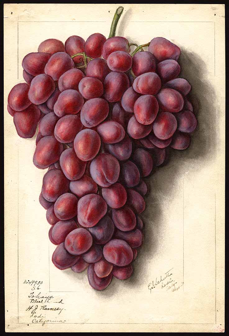 no HD illustration available (3)